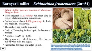• Billion dollar grasses/ Moraiaya/ Jhangora/
Bhagar/ Samo.
• Wild ancestor is E. colona but exact date or
region of domestication is uncertain.
• Domesticated about 4,000 years ago in India
and Japan (E. esculenta).
• The anthers are purple in colour.
• Order of flowering is from tip to the bottom of
panicle.
• Anthesis - 5 AM to 10 AM.
• The grains are cooked in water, like rice, or
boiled with milk and sugar.
• Fermented for Beer and eaten in fast. http://ecoursesonline.iasri.res.in/Courses/Breeding%20of%20Field%
20&%20Horticultural%20Crops/GPBR212/Data%20Files/lec09.pdf
http://exploreit.icrisat.org/profile/Small%20millets/187
https://en.wikipedia.org/wiki/Echinochloa_frumentacea
19
Figure 10
 