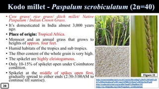 • Cow grass/ rice grass/ ditch millet/ Native
Paspalum / Indian Crown Grass.
• It’s domesticated in India almost 3,000 years
ago.
• Place of origin: Tropical Africa.
• Monocot and an annual grass that grows to
heights of approx. four feet.
• Humid habitats of the tropics and sub tropics.
• The fiber content of the whole grain is very high.
• The spikelet are highly cleistogamous.
• Only 10-15% of spikelet open under Coimbatore
condition.
• Spikelet at the middle of spikes open first,
gradually spread to either ends (2:30-3:00AM to
continue till sunrise). http://ecoursesonline.iasri.res.in/Courses/Breeding%20of%20Field%20
&%20Horticultural%20Crops/GPBR212/Data%20Files/lec09.pdf
http://exploreit.icrisat.org/profile/Small%20millets/187
https://en.wikipedia.org/wiki/Paspalum_scrobiculatum20
Figure 11
 