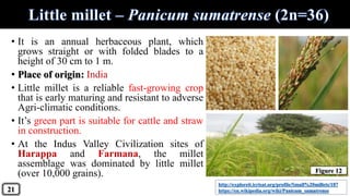 • It is an annual herbaceous plant, which
grows straight or with folded blades to a
height of 30 cm to 1 m.
• Place of origin: India
• Little millet is a reliable fast-growing crop
that is early maturing and resistant to adverse
Agri-climatic conditions.
• It’s green part is suitable for cattle and straw
in construction.
• At the Indus Valley Civilization sites of
Harappa and Farmana, the millet
assemblage was dominated by little millet
(over 10,000 grains).
http://exploreit.icrisat.org/profile/Small%20millets/187
https://en.wikipedia.org/wiki/Panicum_sumatrense21
Figure 12
 