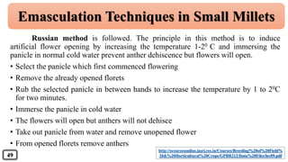 Russian method is followed. The principle in this method is to induce
artificial flower opening by increasing the temperature 1-20 C and immersing the
panicle in normal cold water prevent anther dehiscence but flowers will open.
• Select the panicle which first commenced flowering
• Remove the already opened florets
• Rub the selected panicle in between hands to increase the temperature by 1 to 20C
for two minutes.
• Immerse the panicle in cold water
• The flowers will open but anthers will not dehisce
• Take out panicle from water and remove unopened flower
• From opened florets remove anthers
Emasculation Techniques in Small Millets
http://ecoursesonline.iasri.res.in/Courses/Breeding%20of%20Field%
20&%20Horticultural%20Crops/GPBR212/Data%20Files/lec09.pdf49
 