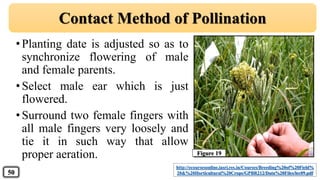 •Planting date is adjusted so as to
synchronize flowering of male
and female parents.
•Select male ear which is just
flowered.
•Surround two female fingers with
all male fingers very loosely and
tie it in such way that allow
proper aeration.
Contact Method of Pollination
http://ecoursesonline.iasri.res.in/Courses/Breeding%20of%20Field%
20&%20Horticultural%20Crops/GPBR212/Data%20Files/lec09.pdf50
Figure 19
 