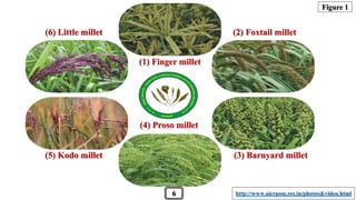 (1) Finger millet
(2) Foxtail millet
(3) Barnyard millet(5) Kodo millet
(6) Little millet
(4) Proso millet
6 http://www.aicrpsm.res.in/photos&video.html
Figure 1
 