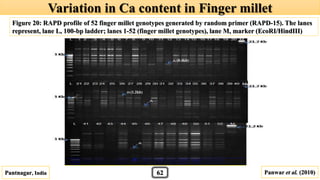 Pantnagar, India Panwar et al. (2010)
Figure 20: RAPD profile of 52 finger millet genotypes generated by random primer (RAPD-15). The lanes
represent, lane L, 100-bp ladder; lanes 1-52 (finger millet genotypes), lane M, marker (EcoRI/HindIII)
Variation in Ca content in Finger millet
62
(0.4kb)
(1.2kb)
 