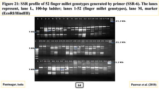 Pantnagar, India Panwar et al. (2010)
Figure 21: SSR profile of 52 finger millet genotypes generated by primer (SSR-6). The lanes
represent, lane L, 100-bp ladder; lanes 1-52 (finger millet genotypes), lane M, marker
(EcoRI/HindIII)
64
(1.0kb)
 