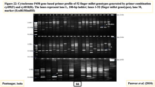 Pantnagar, India Panwar et al. (2010)
Figure 22: Cytochrome P450 gene based primer profile of 52 finger millet genotypes generated by primer combination
cyt09(F) and cyt010(R). The lanes represent lane L, 100-bp ladder; lanes 1-52 (finger millet genotypes), lane M,
marker (EcoRI/HindIII)
66
(0.4kb)
 