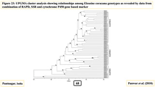 Pantnagar, India Panwar et al. (2010)
Figure 23: UPGMA cluster analysis showing relationships among Eleusine coracana genotypes as revealed by data from
combination of RAPD, SSR and cytochrome P450 gene based marker
68
 