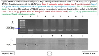 Wang et al. (2011)Beijing, China 72
Figure 25: PCR and western blot analyses of SBgLR transgenic foxtail millet plants. (A) PCR analysis of genomic
DNA to detect the presence of the SBgLR gene. Lane 1, molecular weight marker; lane 2, positive control; lanes 3
to 8, plants showing amplification of the predicted 280 bp SBgLR-specific sequence; lane 9, non-transformed
plants; (b) western blot analysis of SBgLR protein expression in transgenic foxtail millet, probed with SBgLR.
Lanes 1 to 6, 50 μg protein from T0 transgenic foxtail millet mature seeds; lane 7, 50 μg protein from non-
transformed foxtail millet mature seeds.c
 