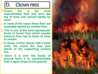 D. CROWN FIRES
 Crown fire is the most
unpredictable fires that burn the
top of trees and spread rapidly by
wind.
 In most of the cases these fires are
invariably ignited by surface fires.
 This is one of the most spectacular
kinds of forest fires which usually
advance from top to down of trees
or shrubs.
 In dense conifer stands with a brisk
wind, the crown fire may race
ahead of the supporting surface
fire.
 Since it is over the heads of
ground force it is uncontrollable
until it again drops to the ground.
 
