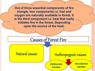 Causes of Forest Fire
Natural causes Anthropogeniccauses
Out of three essential components of fire
triangle, two components i.e. fuel and
oxygen are naturally available in forest. It
is the third component i.e. heat that really
initiates fire in the forest. Depending
upon the source of the heat:
Deliberate
causes
Accidental
causes
 