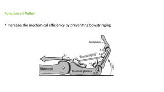 Comprehensive Overview of Common Flexor and Extensor Tendon Injuries of ...
