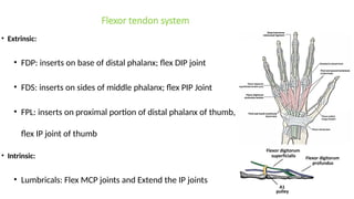 Comprehensive Overview of Common Flexor and Extensor Tendon Injuries of ...