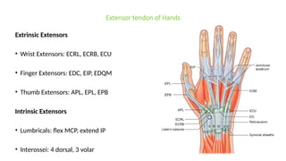 Comprehensive Overview of Common Flexor and Extensor Tendon Injuries of ...