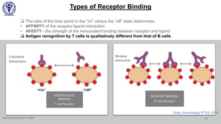 Types of Receptor Binding
 The ratio of the time spent in the “on” versus the “off” state determines:
• AFFINITY of the receptor-ligand interaction
• AVIDITY - the strength of the noncovalent binding between receptor and ligand
 Antigen recognition by T cells is qualitatively different from that of B cells
Saturday, December 5, 2020 13
MONOVALENT
BINDING
T cell Receptor
BIVALENT BINDING
B Cell Receptor
Kuby, Immunology, 8th Ed, 2019
 