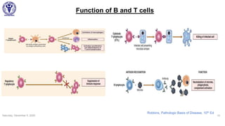 Function of B and T cells
Saturday, December 5, 2020 15
Robbins, Pathologic Basis of Disease, 10th Ed
 