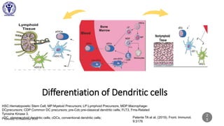 Differentiation of Dendritic cells
2
5
HSC:Hematopoietic Stem Cell; MP:Myeloid Precursors; LP:Lymphoid Precursors; MDP:Macrophage-
DCprecursors; CDP:Common DC precursors; pre-Cdc:pre-classical dendritic cells; FLT3, Fms-Related
Tyrosine Kinase 3.
pDC, plasmacytoid dendritic cells; cDCs, conventional dendritic cells; Patente TA at al, (2019). Front. Immunol.
9:3176
 