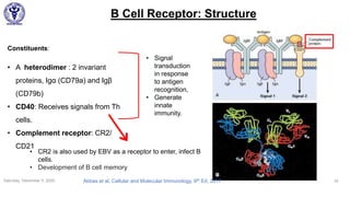 B Cell Receptor: Structure
Saturday, December 5, 2020 28
Constituents:
• A heterodimer : 2 invariant
proteins, Igα (CD79a) and Igβ
(CD79b)
• CD40: Receives signals from Th
cells.
• Complement receptor: CR2/
CD21
• Signal
transduction
in response
to antigen
recognition,
• Generate
innate
immunity.
• CR2 is also used by EBV as a receptor to enter, infect B
cells.
• Development of B cell memory
Abbas et al, Cellular and Molecular Immunology, 9th Ed, 2017
 