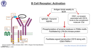 B Cell Receptor: Activation
IgM/IgD: Transmit
signals
Phosphorylation of tyrosine residues in ITAMs motifs
Facilitated by LYN-Src kinase protein
CD21, co-receptor
associated with CD19,
binds to the complement
molecule: C3d
Antigen binds weakly to
BCR
Immuno-receptor Tyrosine Activation Motif ; TAPA-1 (Target of the Antiproliferative
Antibody 1)
Facilitates signal transduction CD19 along with
CD81/TAPA-1
Annu Rev Immunol. 2014;32:283-321
Saturday, October 31, 2020
 