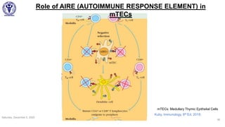 Saturday, December 5, 2020
36
Role of AIRE (AUTOIMMUNE RESPONSE ELEMENT) in
mTECs
mTECs: Medullary Thymic Epithelial Cells
Kuby, Immunology, 8th Ed, 2019;
 