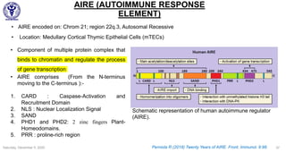 Saturday, December 5, 2020 37
AIRE (AUTOIMMUNE RESPONSE
ELEMENT)
• AIRE encoded on: Chrom 21; region 22q.3, Autosomal Recessive
• Location: Medullary Cortical Thymic Epithelial Cells (mTECs)
• Component of multiple protein complex that
binds to chromatin and regulate the process
of gene transcription
• AIRE comprises (From the N-terminus
moving to the C-terminus ):-
1. CARD : Caspase-Activation and
Recruitment Domain
2. NLS : Nuclear Localization Signal
3. SAND
4. PHD1 and PHD2: 2 zinc fingers Plant-
Homeodomains.
5. PRR : proline-rich region
Schematic representation of human autoimmune regulator
(AIRE).
Perniola R (2018) Twenty Years of AIRE. Front. Immunol. 9:98.
 