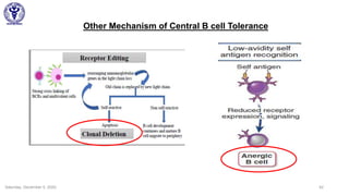 Saturday, December 5, 2020 42
Other Mechanism of Central B cell Tolerance
 