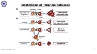 Saturday, December 5, 2020 47
Mechanisms of Peripheral tolerance
 