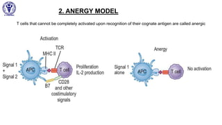 2. ANERGY MODEL
Saturday,December5,2020
50
T cells that cannot be completely activated upon recognition of their cognate antigen are called anergic
 