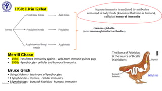 1930: Elvin Kabat
Saturday, 05 December 2020 7
Because immunity is mediated by antibodies
contained in body fluids (known at that time as humors),
called as humoral immunity
Merrill Chase
• 1940: Transferred immunity against - WBC from immune guinea pigs
• 1950s - lymphocyte - cellular and humoral immunity
Bruce Glick
• Using chickens - two types of lymphocytes
• T lymphocytes - thymus - cellular immunity
• B lymphocytes - bursa of Fabricius - humoral immunity
 