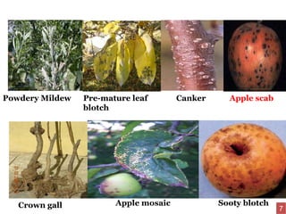 Powdery Mildew
Crown gall
Apple scab
Sooty blotchApple mosaic
Pre-mature leaf
blotch
Canker
7
 