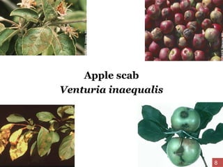 Apple scab
Venturia inaequalis
8
 