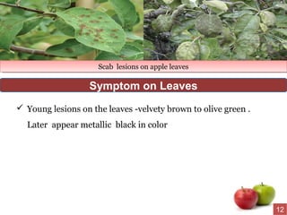  Young lesions on the leaves -velvety brown to olive green .
Later appear metallic black in color
Scab lesions on apple leavesScab lesions on apple leaves
Symptom on Leaves
12
 