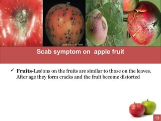  Fruits-Lesions on the fruits are similar to those on the leaves.
After age they form cracks and the fruit become distorted
Scab symptom on apple fruit
13
 