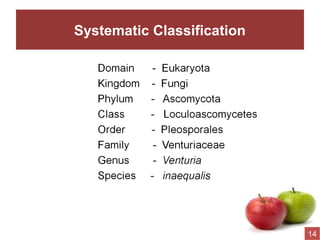 Systematic Classification
14
 