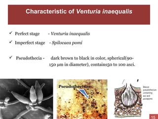 Characteristic of Venturia inaequalis
 Perfect stage - Venturia inaequalis
 Imperfect stage - Spilocaea pomi
 Pseudothecia - dark brown to black in color, spherical(90-
150 µm in diameter), contains50 to 100 asci.
Pseudothecium
15
 