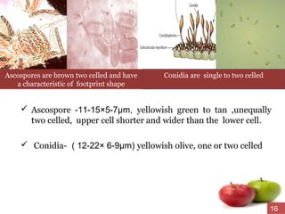  Ascospore -11-15×5-7µm, yellowish green to tan ,unequally
two celled, upper cell shorter and wider than the lower cell.
 Conidia- ( 12-22× 6-9µm) yellowish olive, one or two celled
Ascospores are brown two celled and have
a characteristic of footprint shape
Conidia are single to two celled
16
 