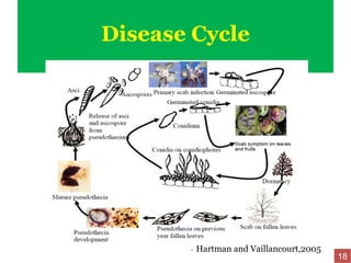 Disease Cycle
Hartman and Vaillancourt,2005
18
 