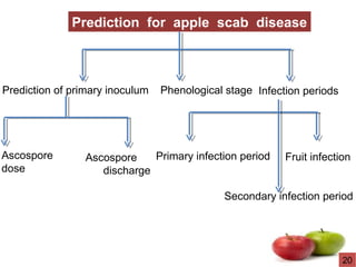 Prediction for apple scab disease
Prediction of primary inoculum Phenological stage Infection periods
Ascospore
dose
Ascospore
discharge
Primary infection period
Secondary infection period
Fruit infection
20
 