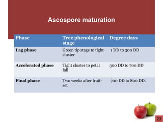 Ascospore maturation
Phase Tree phenological
stage
Degree days
Lag phase Green tip stage to tight
cluster
1 DD to 300 DD
Accelerated phase Tight cluster to petal
fall
300 DD to 700 DD
Final phase Two weeks after fruit-
set
700 DD to 800 DD.
23
 