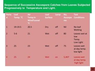 Sequence of Successive Ascospore Catches from Leaves Subjected
Progressively to Temperature and Light.
Perio
d
Leaf
Temp. °C
Air
Temp.in
WindTunnel
°C
Leaf
Surface
Lamp No.
Ascospo
res
Test
Conditions
1 19-19.5 20.5 Dry off Nil No leaf
Wetting
2 5-6 21 Wet off 80 Leaves wet at
low
Temp.
Low Light
3 25 23 Wet off 75 Leaves wet
at day temp.
low light
4 25 24 Wet on 5,407 Leaves wet
at day temp.
high light
30
 
