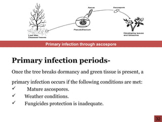 Primary infection periods-
Once the tree breaks dormancy and green tissue is present, a
primary infection occurs if the following conditions are met:
 Mature ascospores.
 Weather conditions.
 Fungicides protection is inadequate.
Primary infection through ascospore
32
 