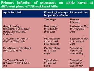 Primary infection of ascospore on apple leaves at
different place of Uttarakhand hills
Primary infection of ascospore on apple leaves at
different place of Uttarakhand hills
Apple fruit belt Phenological stage of tree and time
for primary infection
Tree stage Primary
infection
Gangotri Valley,
Uttarakashi (>2500 m asl)
Harsil, Dharali, Jhalla,
Sukhi etc.
Bloom stage
to fruit stage
(Pea size)
Last week of May
to 2nd
week of
June
Auli-Joshimath, Chamoli
(2200 to 2500 m asl)
Pink bud stage
to bloom and
petal fall stage
Last week of May
to 1st
week of
June
Syori-Naugao, Uttarakashi
(1950-2200 m asl)
Pink bud stage
to Petal fall
stage
3rd week of
April to 2nd
week of May
Tal-Talwari, Gwaldam,
Chamoli (1750 to 1950 m
asl)
Tight cluster
to Petal fall
stage
3rd week of
April to 2nd
week of May
33
 