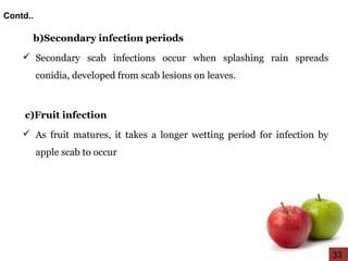 b)Secondary infection periods
 Secondary scab infections occur when splashing rain spreads
conidia, developed from scab lesions on leaves.
c)Fruit infection
 As fruit matures, it takes a longer wetting period for infection by
apple scab to occur
Contd..
33
 