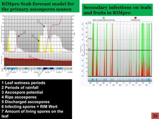 RIMpro Scab forecast model for
the primary ascospores season
1 Leaf wetness periods
2 Periods of rainfall
3 Ascospore potential
4 Ripe ascospores
5 Discharged ascospores
6 Infecting spores = RIM Wert
7 Amount of living spores on the
leaf
Secondary infections on leafs
and fruits in RIMpro
39
 