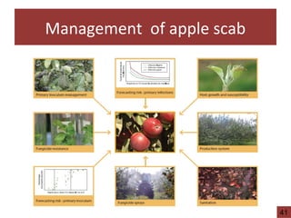 Management of apple scab
41
 