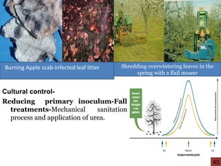 Cultural control-
Reducing primary inoculum-Fall
treatments-Mechanical sanitation
process and application of urea.
Burning Apple scab-infected leaf litter Shredding overwintering leaves in the
spring with a flail mower
43
 