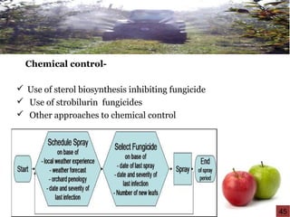 Chemical control-
 Use of sterol biosynthesis inhibiting fungicide
 Use of strobilurin fungicides
 Other approaches to chemical control
45
 