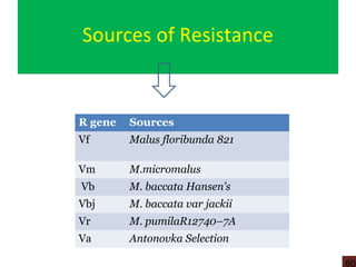 Sources of Resistance
R gene Sources
Vf Malus floribunda 821
Vm M.micromalus
Vb M. baccata Hansen’s
Vbj M. baccata var jackii
Vr M. pumilaR12740–7A
Va Antonovka Selection
60
 
