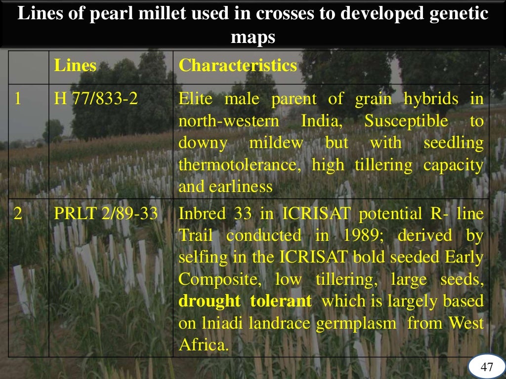 Breeding for Drought tolerance in Pearl Millet