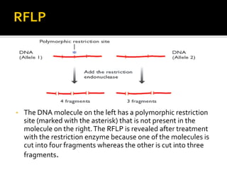 • The DNA molecule on the left has a polymorphic restriction
site (marked with the asterisk) that is not present in the
molecule on the right.The RFLP is revealed after treatment
with the restriction enzyme because one of the molecules is
cut into four fragments whereas the other is cut into three
fragments.
 