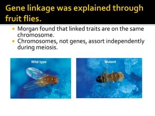  Morgan found that linked traits are on the same
chromosome.
 Chromosomes, not genes, assort independently
during meiosis.
Wild type Mutant
 