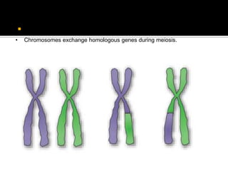  Linked genes are not inherited together every time.
• Chromosomes exchange homologous genes during meiosis.
 